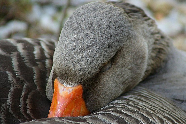 sleeping-goose-58a6d2b53df78c345b51a3ac.jpg