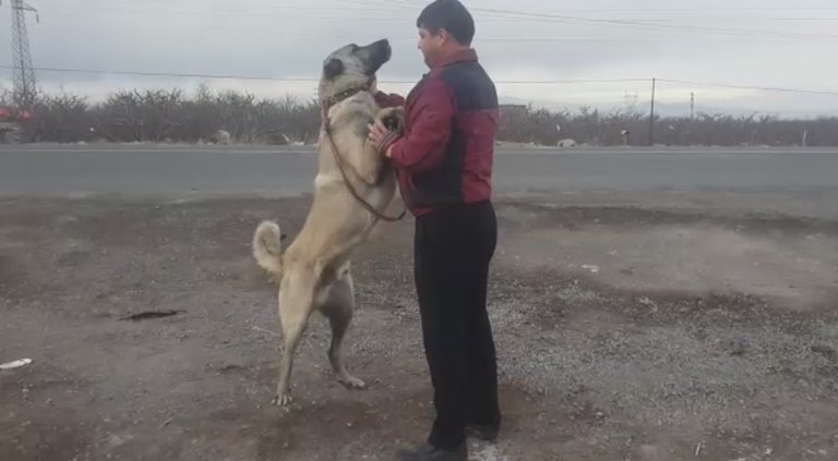 kangal sivas, kangal saldırısı, kangal yavruları ,kangal samsun, kangal kurt, kangal eğitimi, kangal kavga,  kangal vs, kangal belgeseli, kangal boğuşu,  kangal tv, kangal pitbull dövüşü,  kangal çiftliği,  kangal.jpg