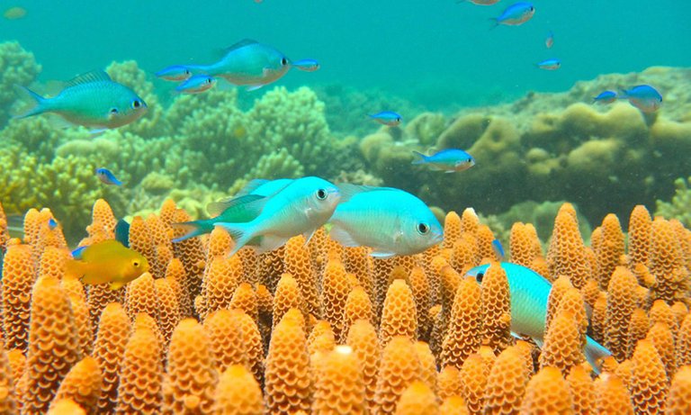 chromis_rummer830.jpg