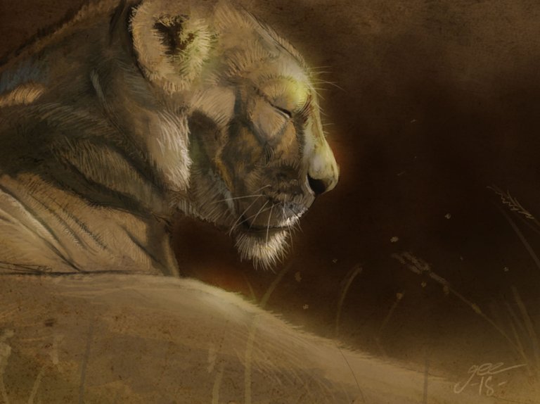 Lioness cropped.jpg