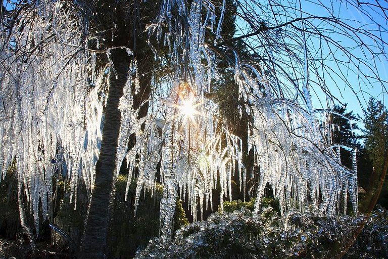 icicles-hanging-from-tree-branches-craig-tuttle.jpg