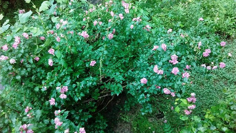 Rose of Sharon.jpg