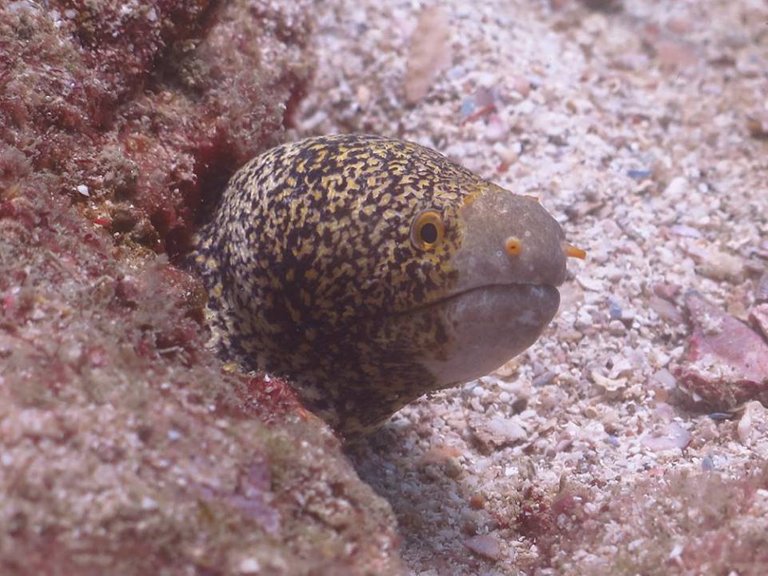 moray eel.jpg