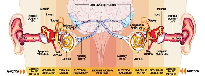 binaural-hearing.jpg