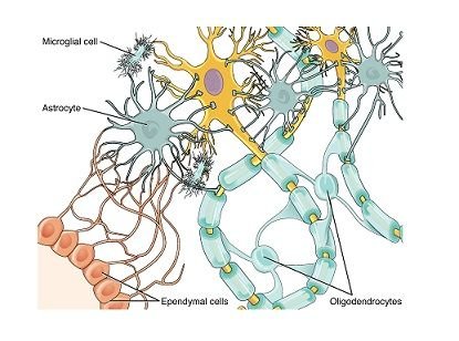 glial cels.jpg