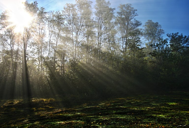 mist-sun-sunbeams-tree-47864.jpeg