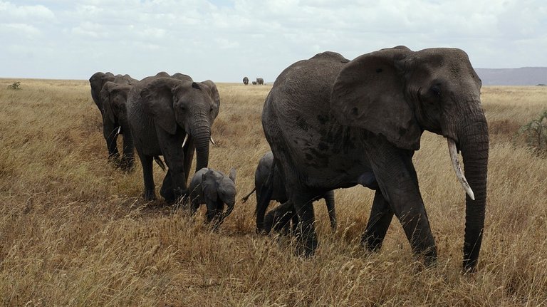 elephant-687338_960_720.jpg