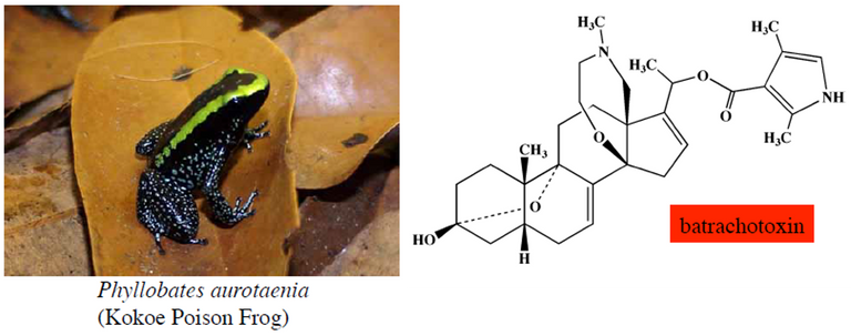 batrachotoxin-1.PNG