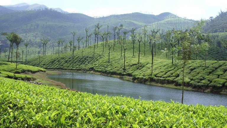 Munnar.jpg