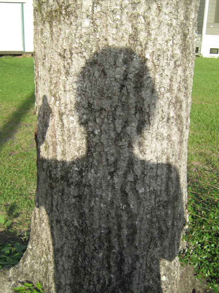 Selfie climbing tree 001.JPG