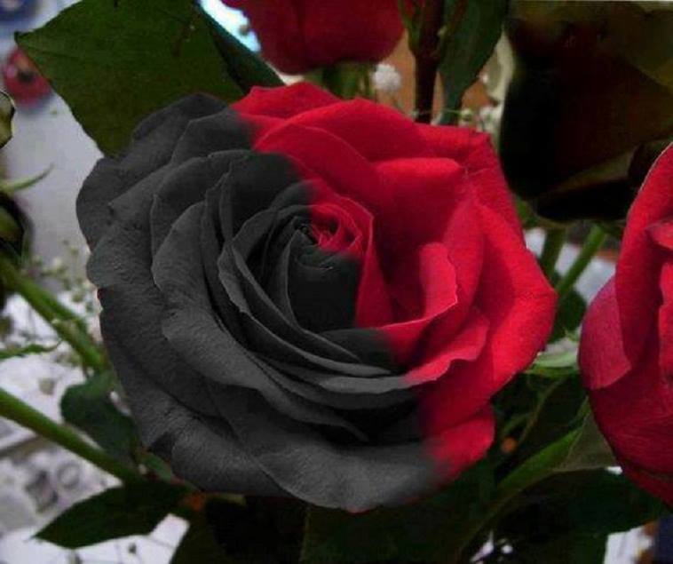 black-red-rose-flowers-34869888-758-635.jpg
