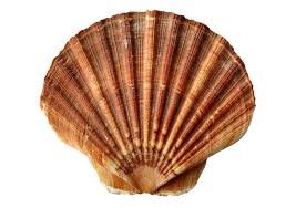 seashell.jpg