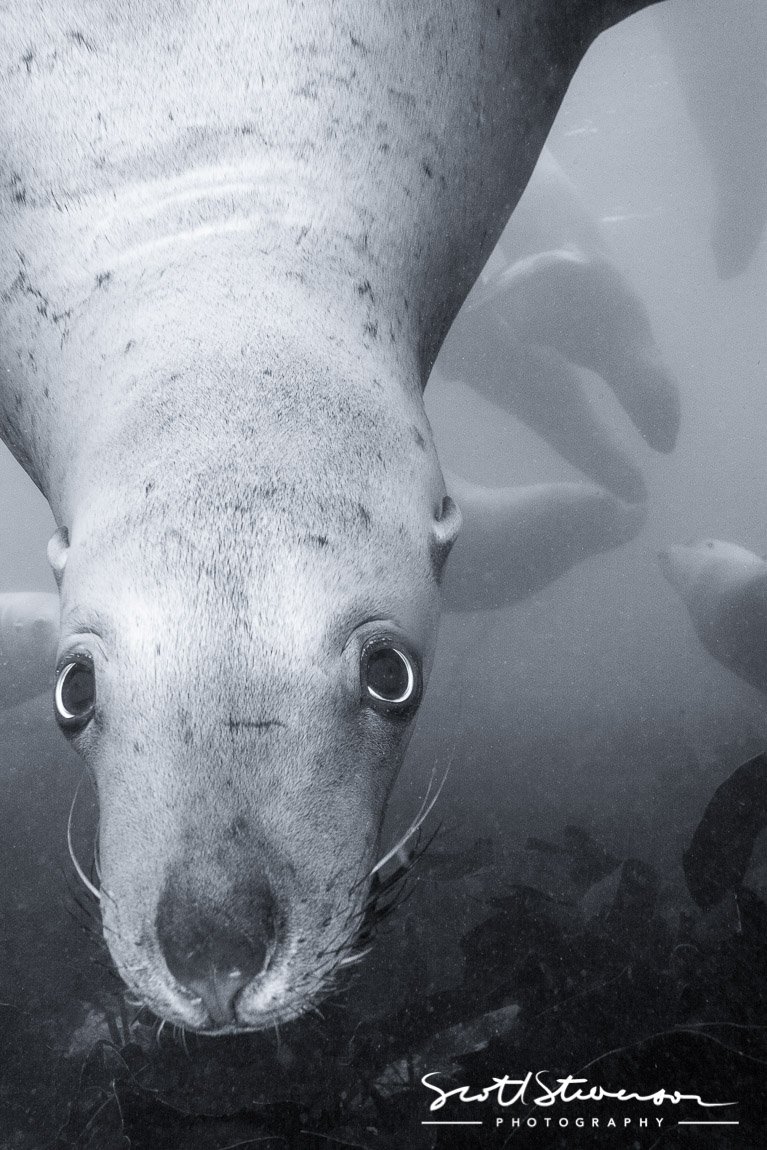 Stellar Sea lion-1.jpg