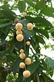 80px-Fruits_of_Baccaurea_motleyana_in_yellow_(Phyllanthaceae).JPG