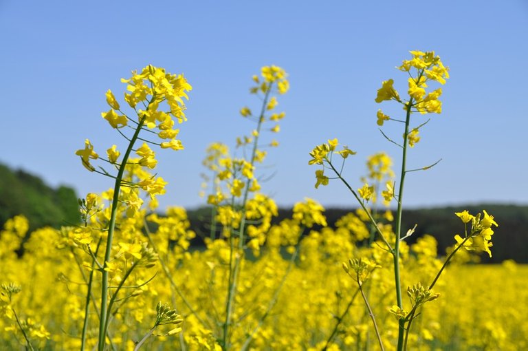 Oilseed-Rape-Field-Yellow-Nature-Field-Of-Rapeseeds-3400088.jpg