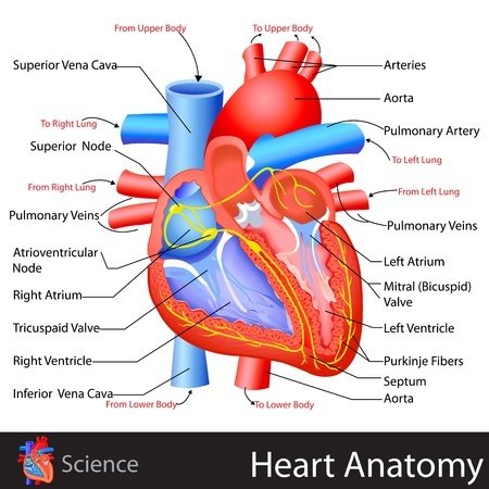 heart-anatomy-2.jpg