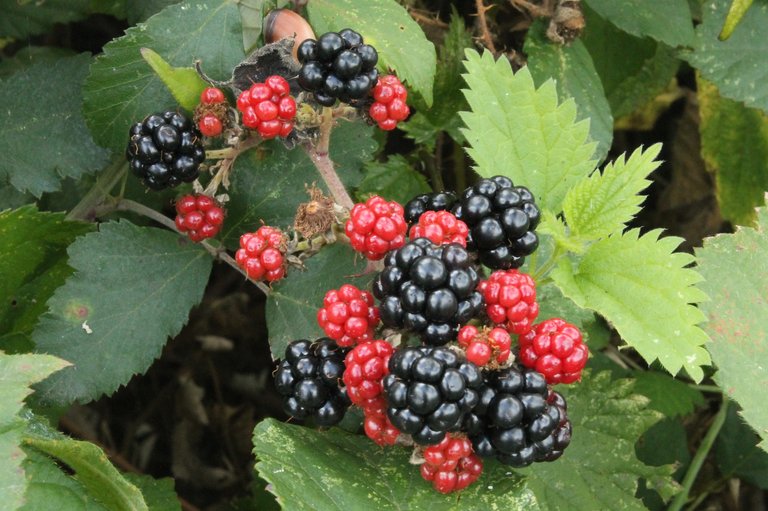 black-berries-2089760_1920.jpg