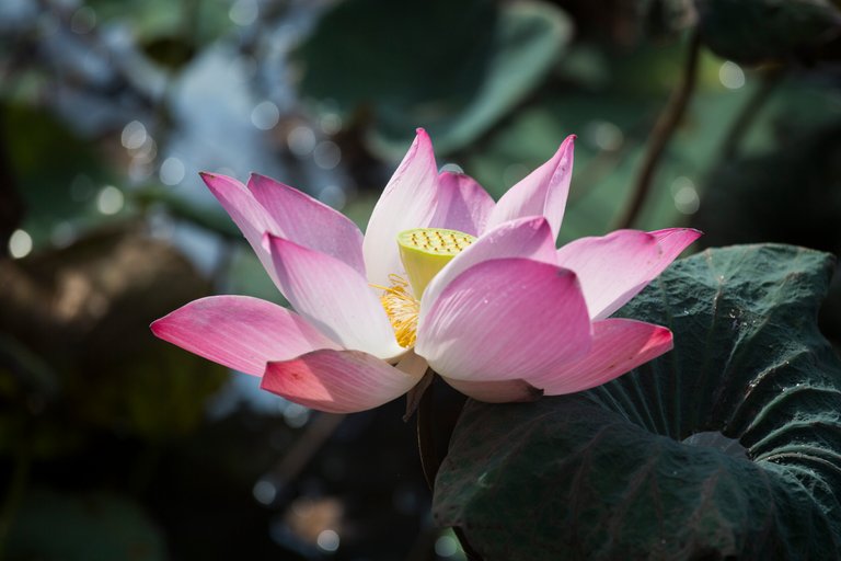3J0A2790-hiding-lotus-flower-pink.jpg