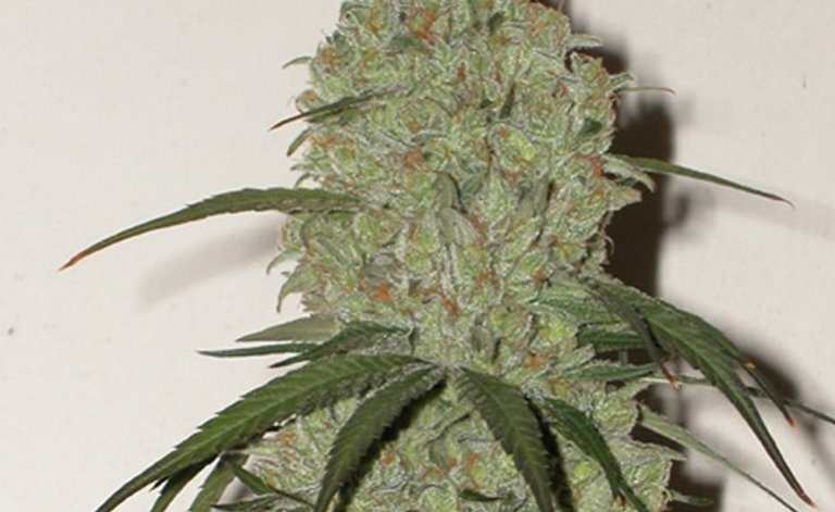 cannatonic-770x472.jpg