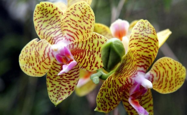 79586_tigerorchidflowerweb.jpg