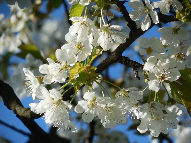 blossoming-cherry-3181509_1280.jpg