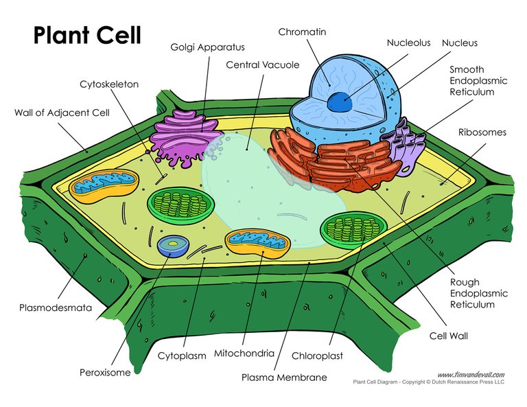 plant-cell-diagram.jpg