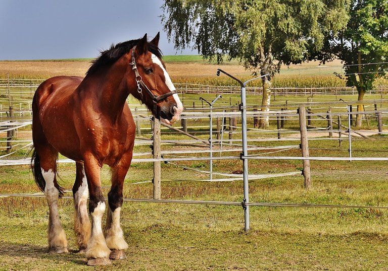 shire-horse-1751803_960_720.jpg