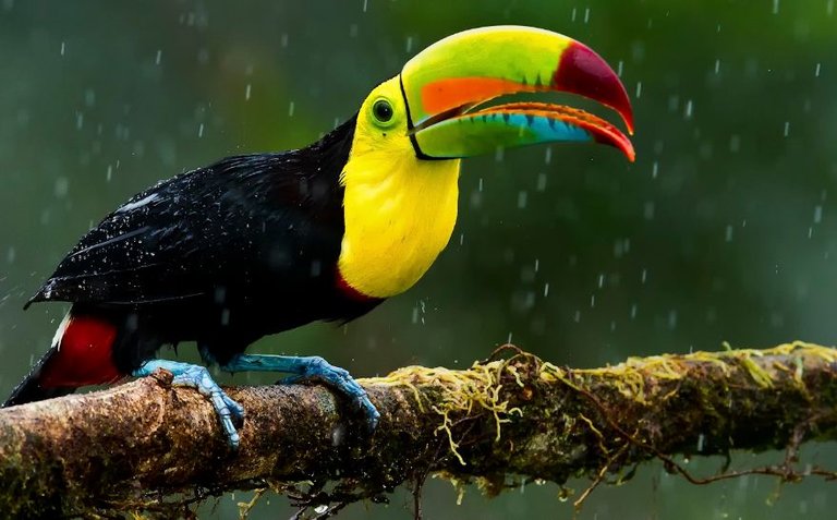 Keel-Billed-Toucans-Top-Most-Famous-Beautiful-Birds-in-The-World-2019.jpg