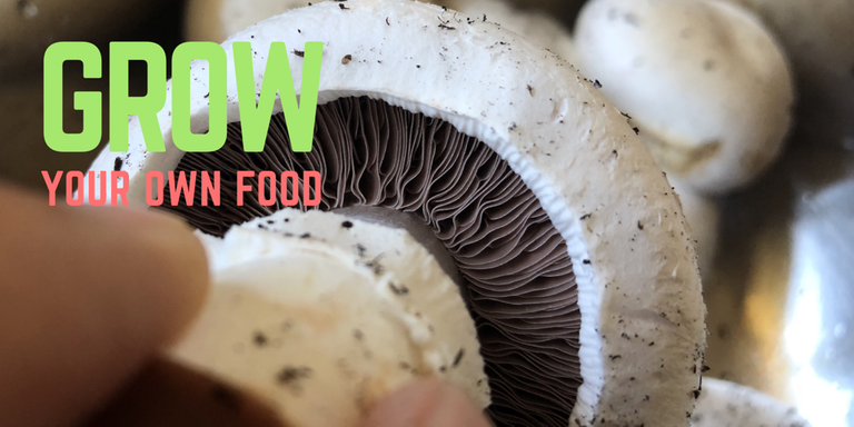 Grow your own button mushrooms