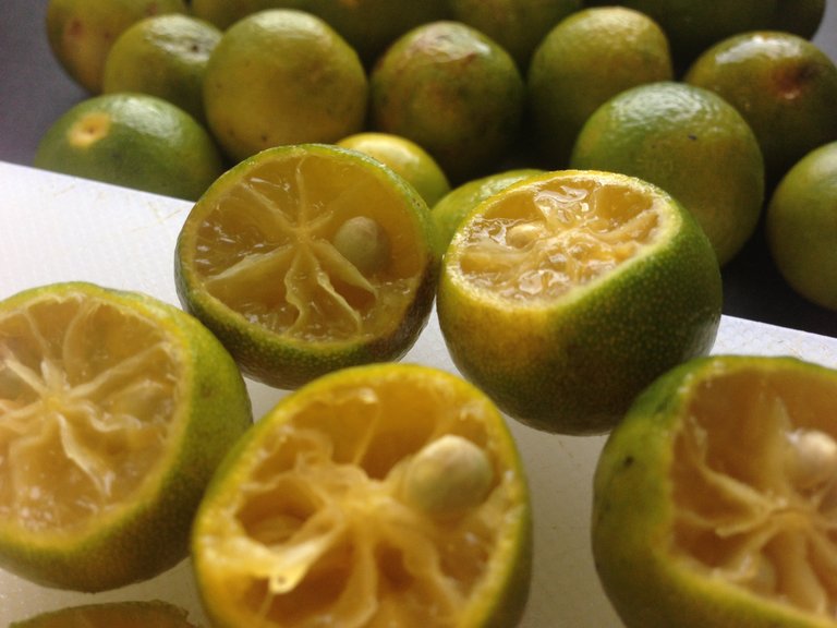 Grow-Calamansi-Indoors-www.dahr-castro.com-31.jpg