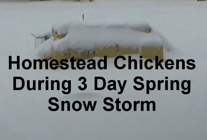 Homestead-Chickens-In-Blizzard.jpg