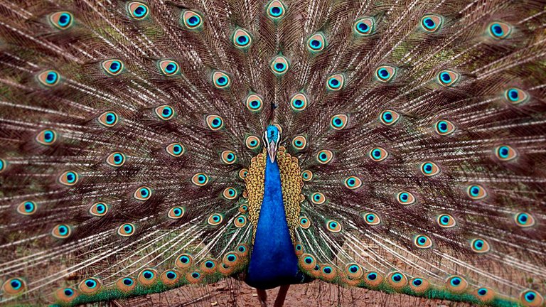 Peacock at Tata Steel Zoological Park in Jamshedpur,India.jpg