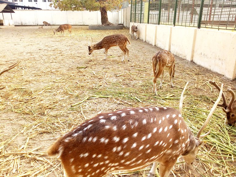 bangla zoo 1.jpg