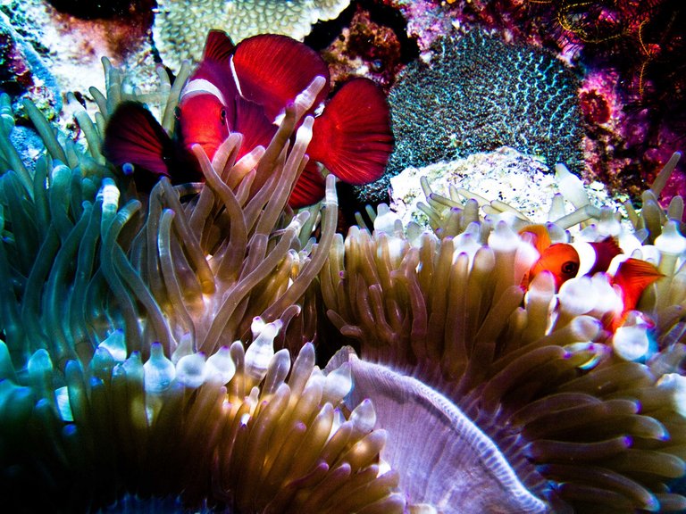 Underwater-life-in-Bunaken-©Ilse-Reijs-and-Jan-Noud-Hutten.jpg