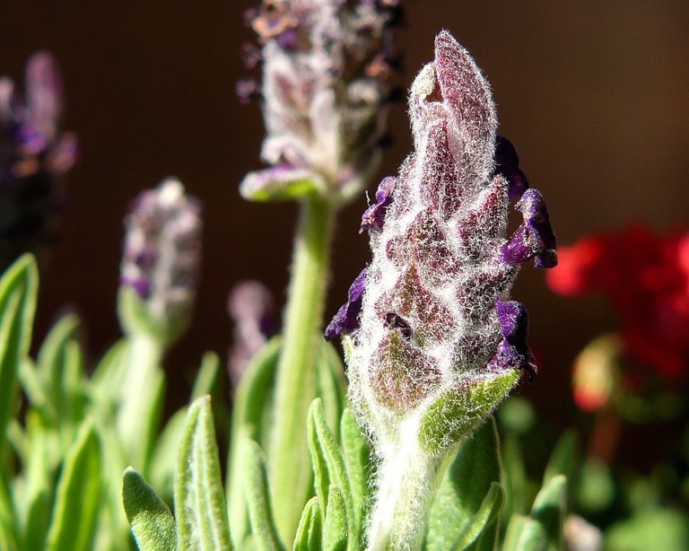 lavender bud macr.jpg