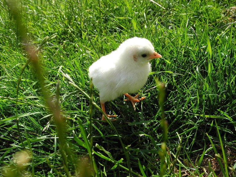 chicks-183667_960_720.jpg
