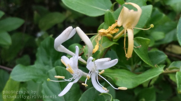 Honeysuckle-3.jpg