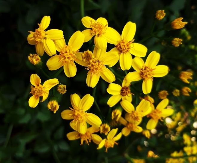 senecio tamoides.jpg