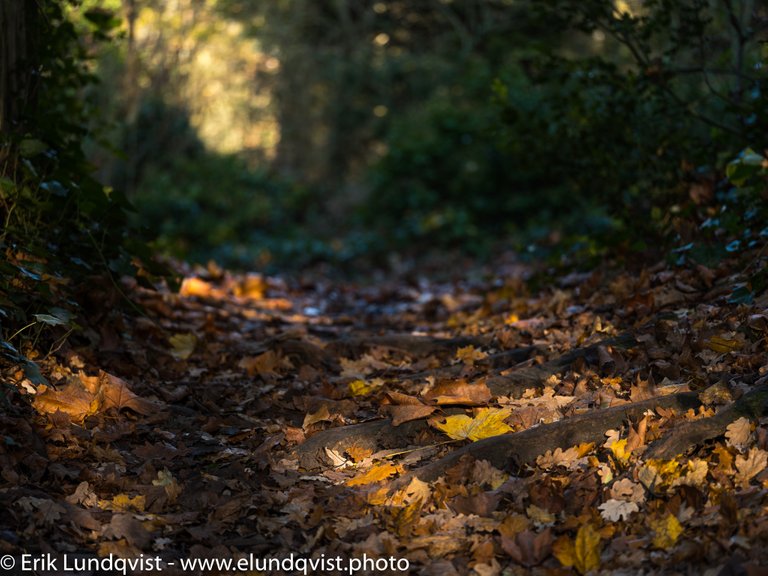 autumn color-3.jpg