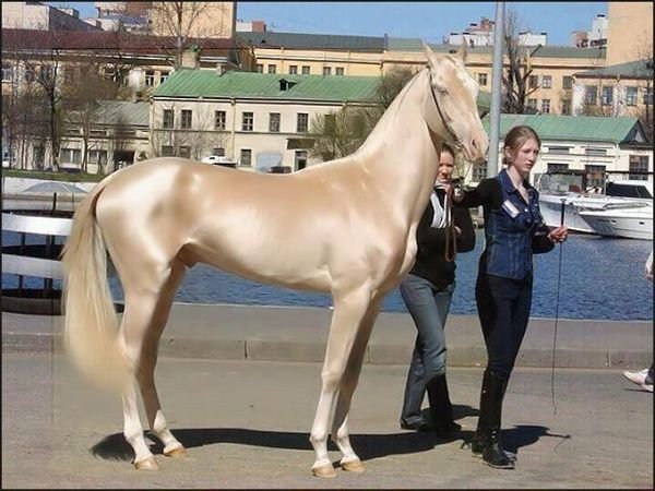 NTD-horse-looks-dipped-called-world-beautiful0-1.jpg