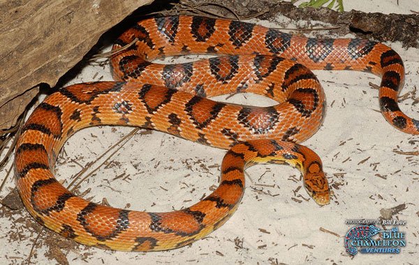 okeetee-corn-snake.jpg