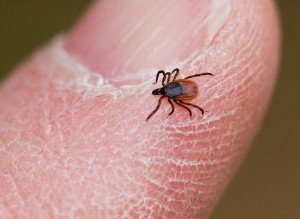 DeerTickFemale800-300x219.jpg