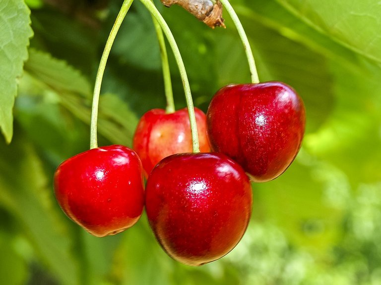 cherry-2404839_960_720.jpg