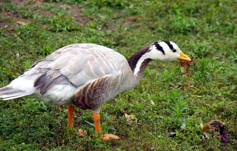 pretty_ducks_004.JPG