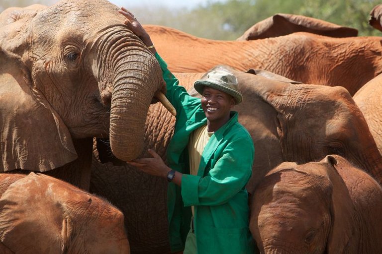 Elephants-and-Keeper.jpg