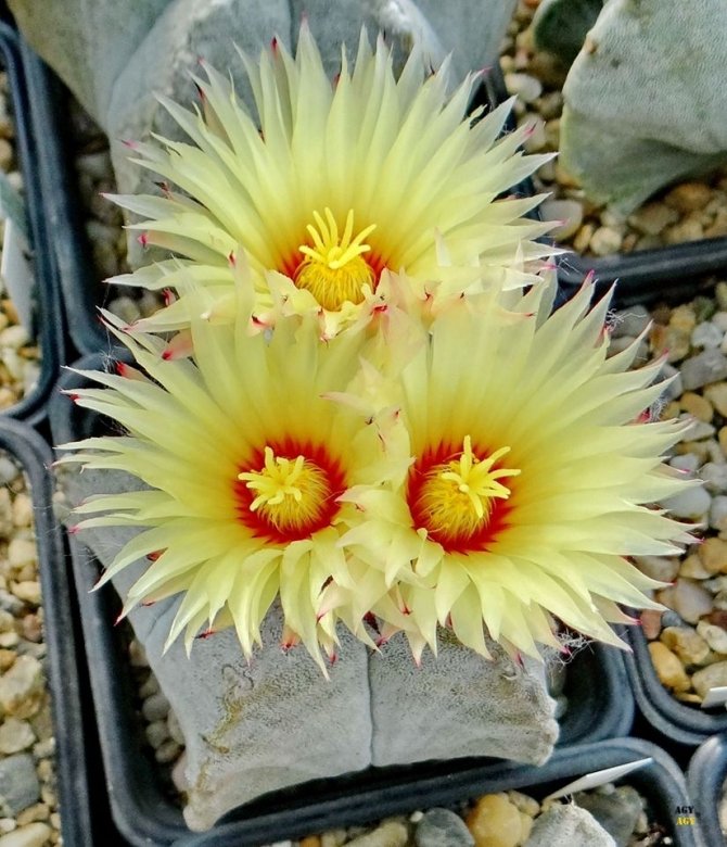 Astrophytum_coahuilense_24071_l.jpg