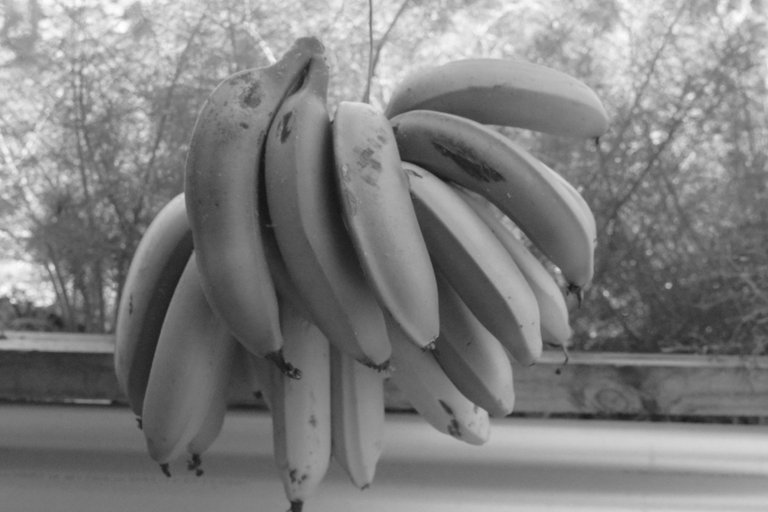 B&W Bananas'.jpg