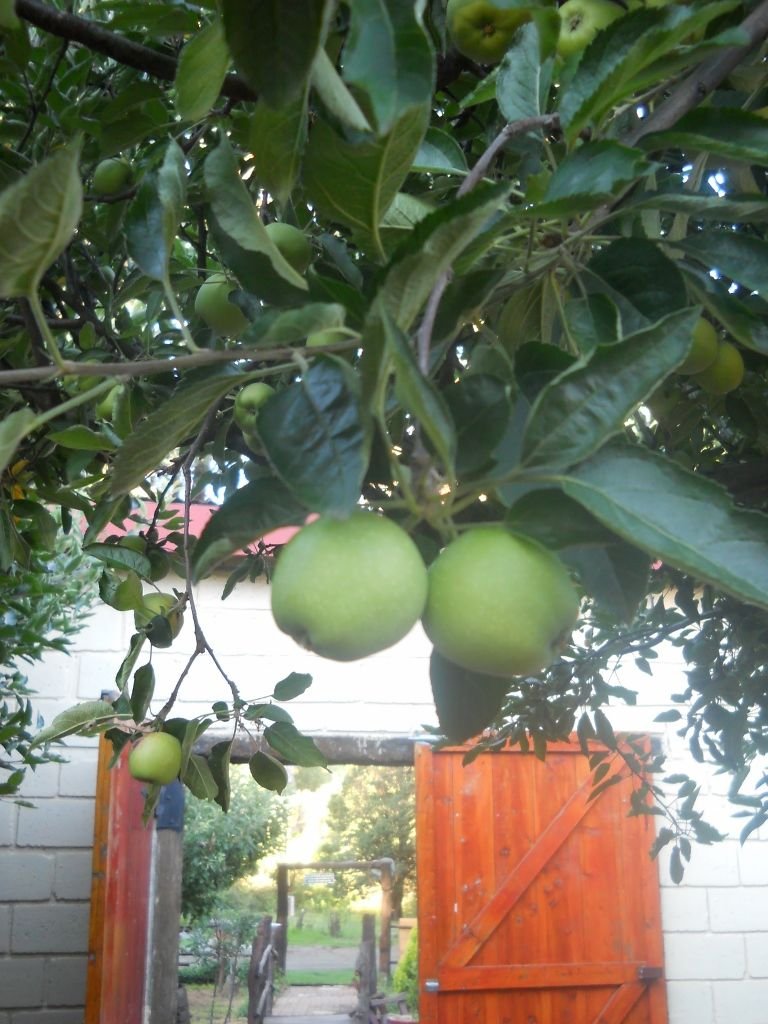 apples at the backpackers (768x1024).jpg