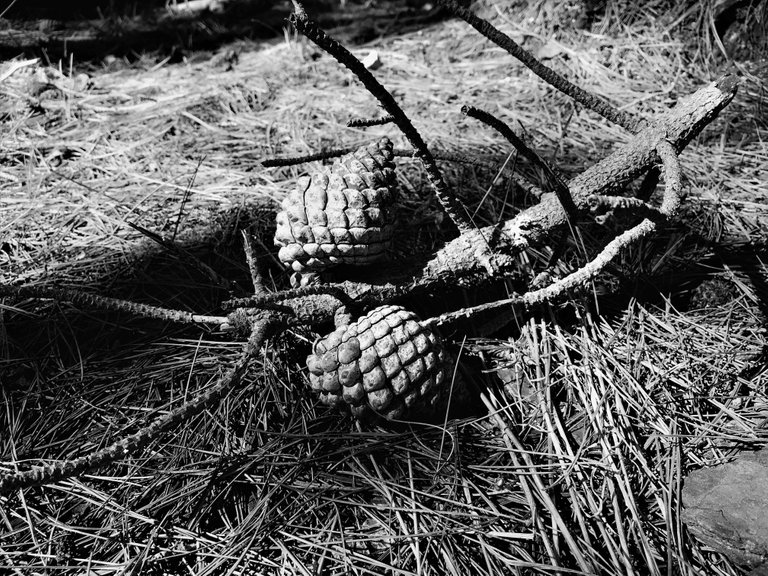 Point Lobos Pine Cone B&W.jpg