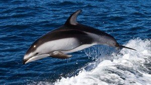 The-exact-behaviours-and-habits-of-Dusky-Dolphins-depends-on-the-species-and-where-they-live-however-300x169.jpg